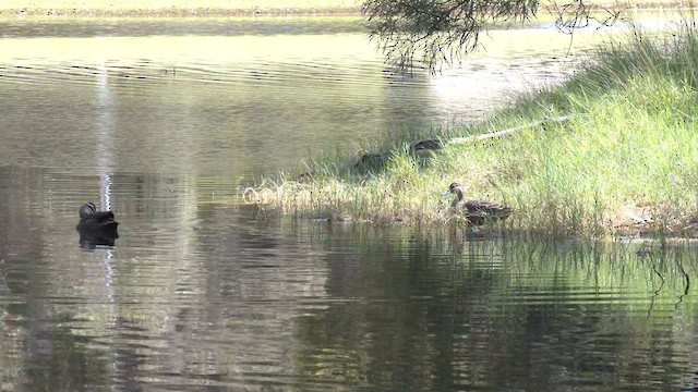 Canard à sourcils - ML625375224