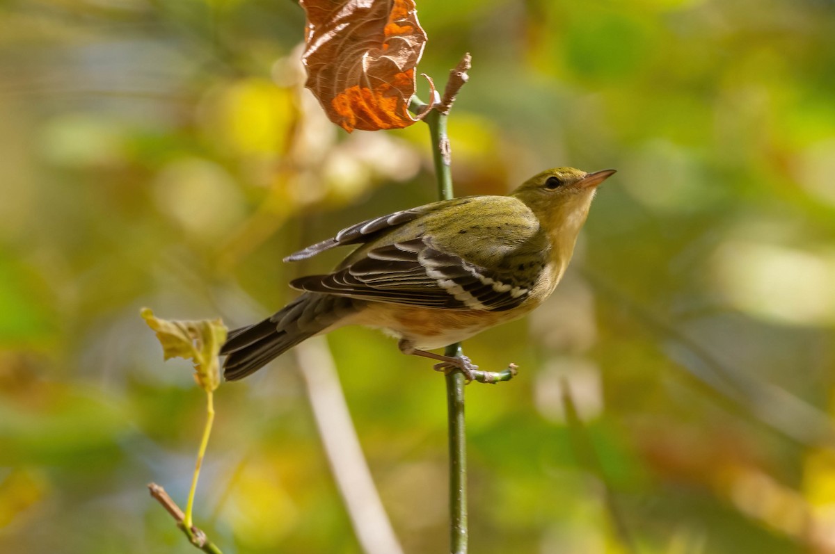 Bay-breasted Warbler - ML625375243