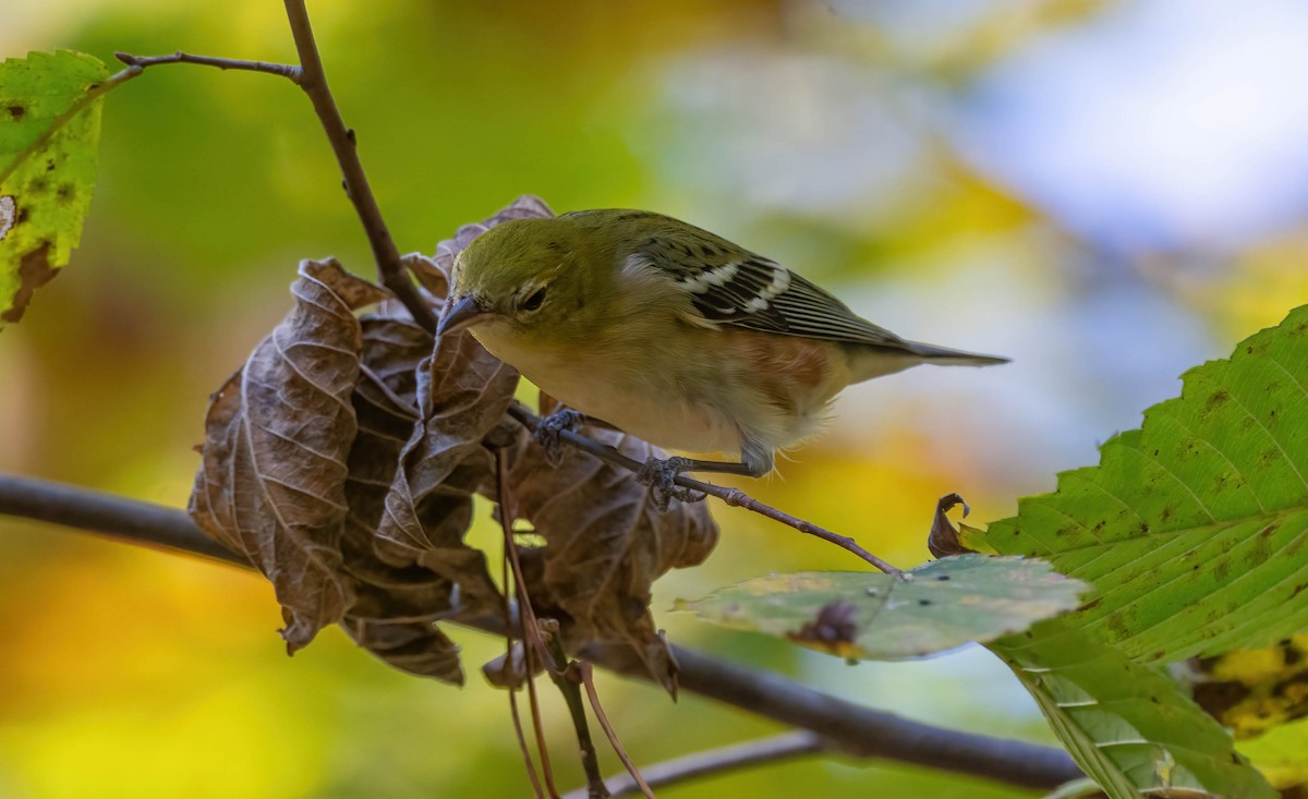 Bay-breasted Warbler - ML625375246