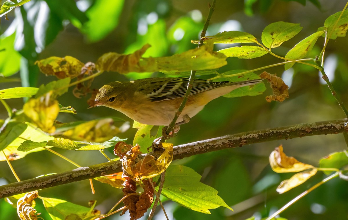 Bay-breasted Warbler - ML625375250