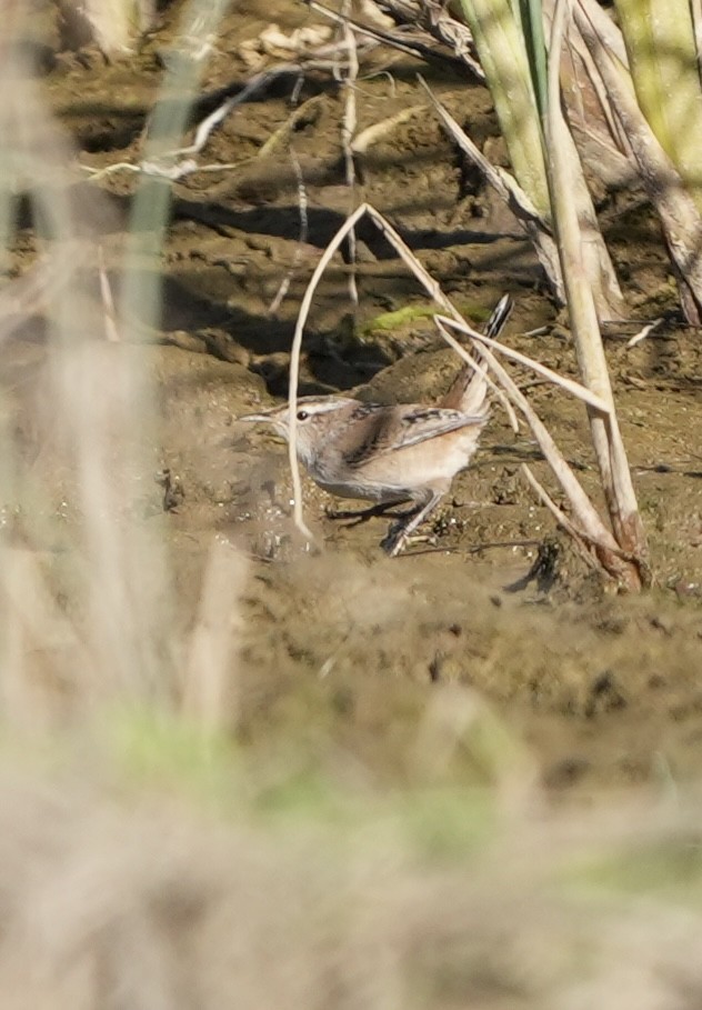 Cucarachero Pantanero - ML625375426