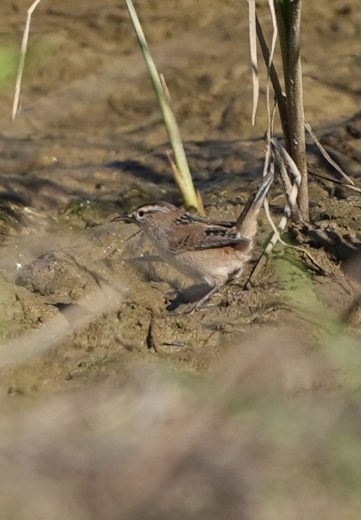 Cucarachero Pantanero - ML625375427