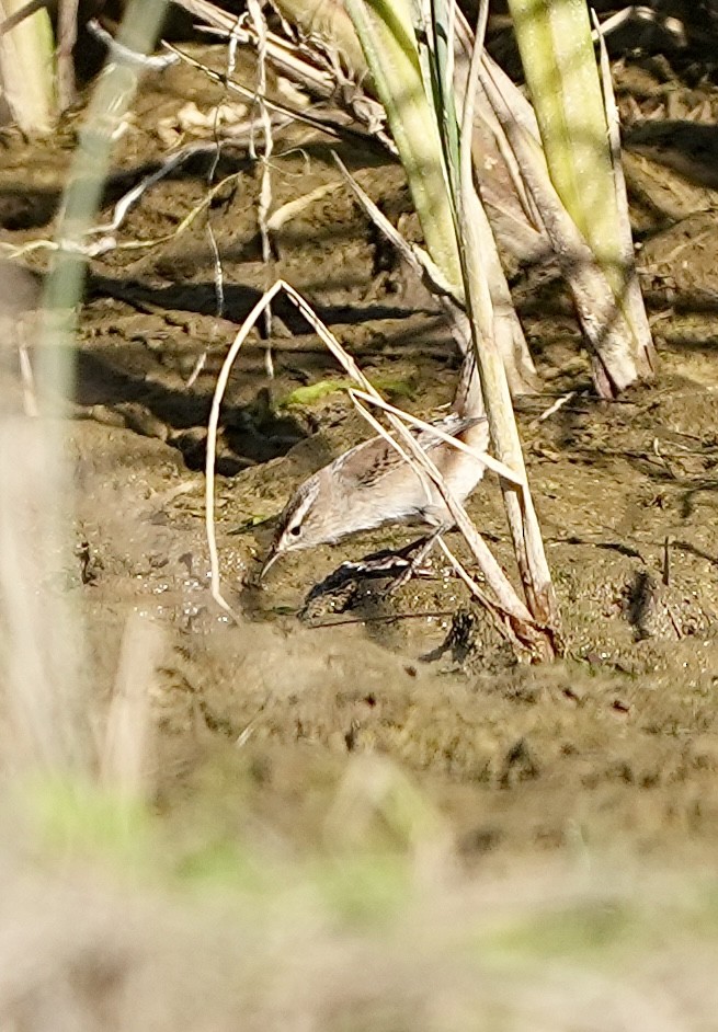 Cucarachero Pantanero - ML625375428