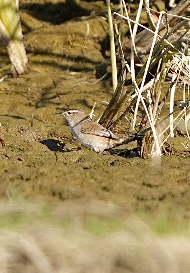 Cucarachero Pantanero - ML625375429