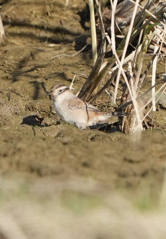 Cucarachero Pantanero - ML625375430