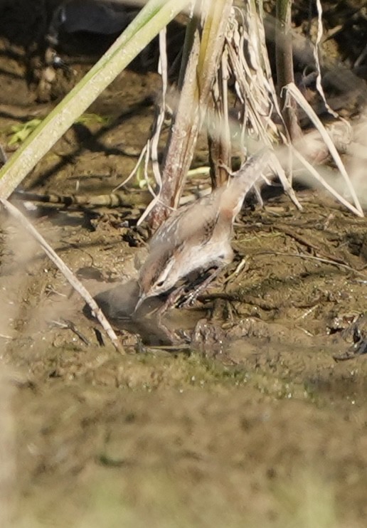 Cucarachero Pantanero - ML625375431