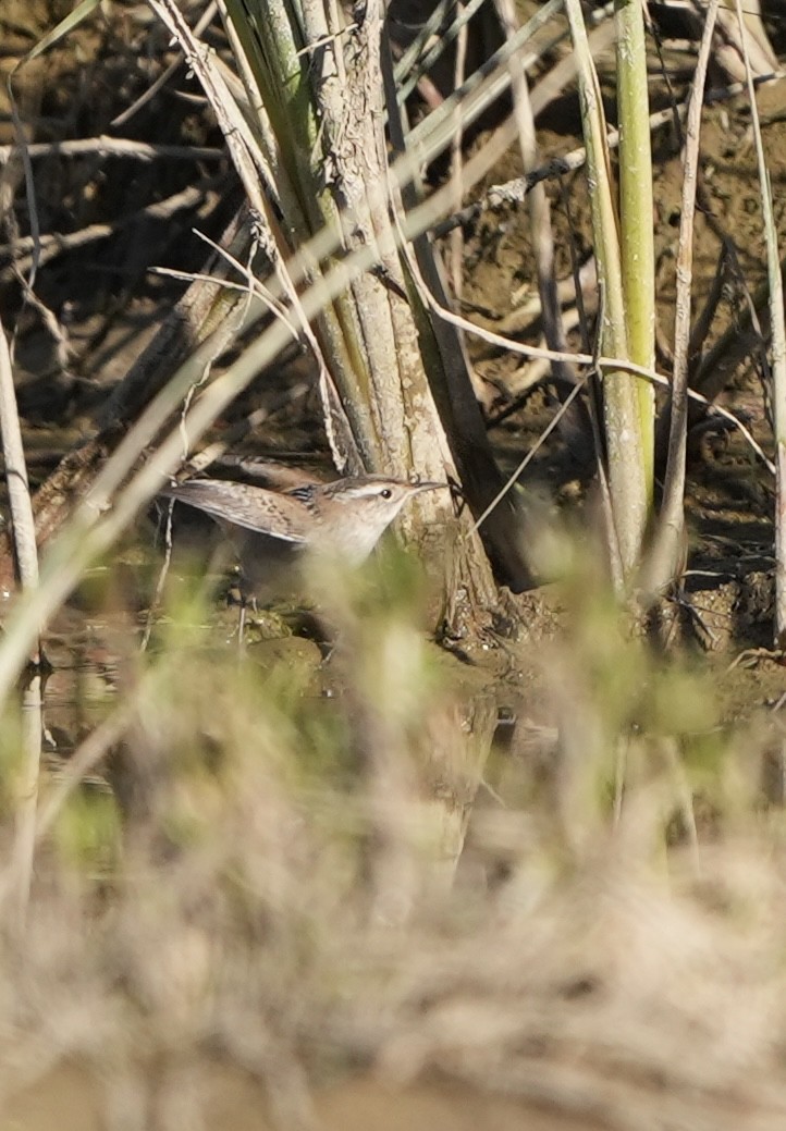 Cucarachero Pantanero - ML625375432