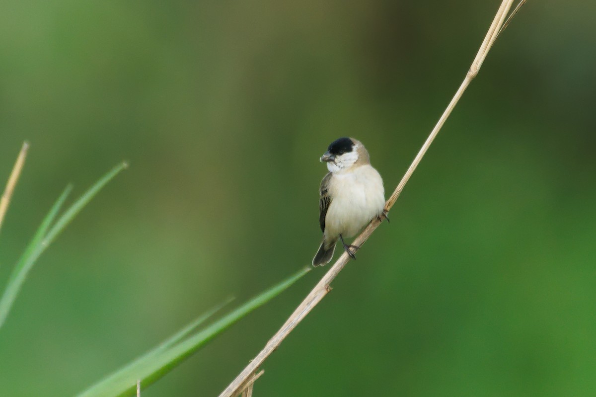 Pearly-bellied Seedeater - ML625375478