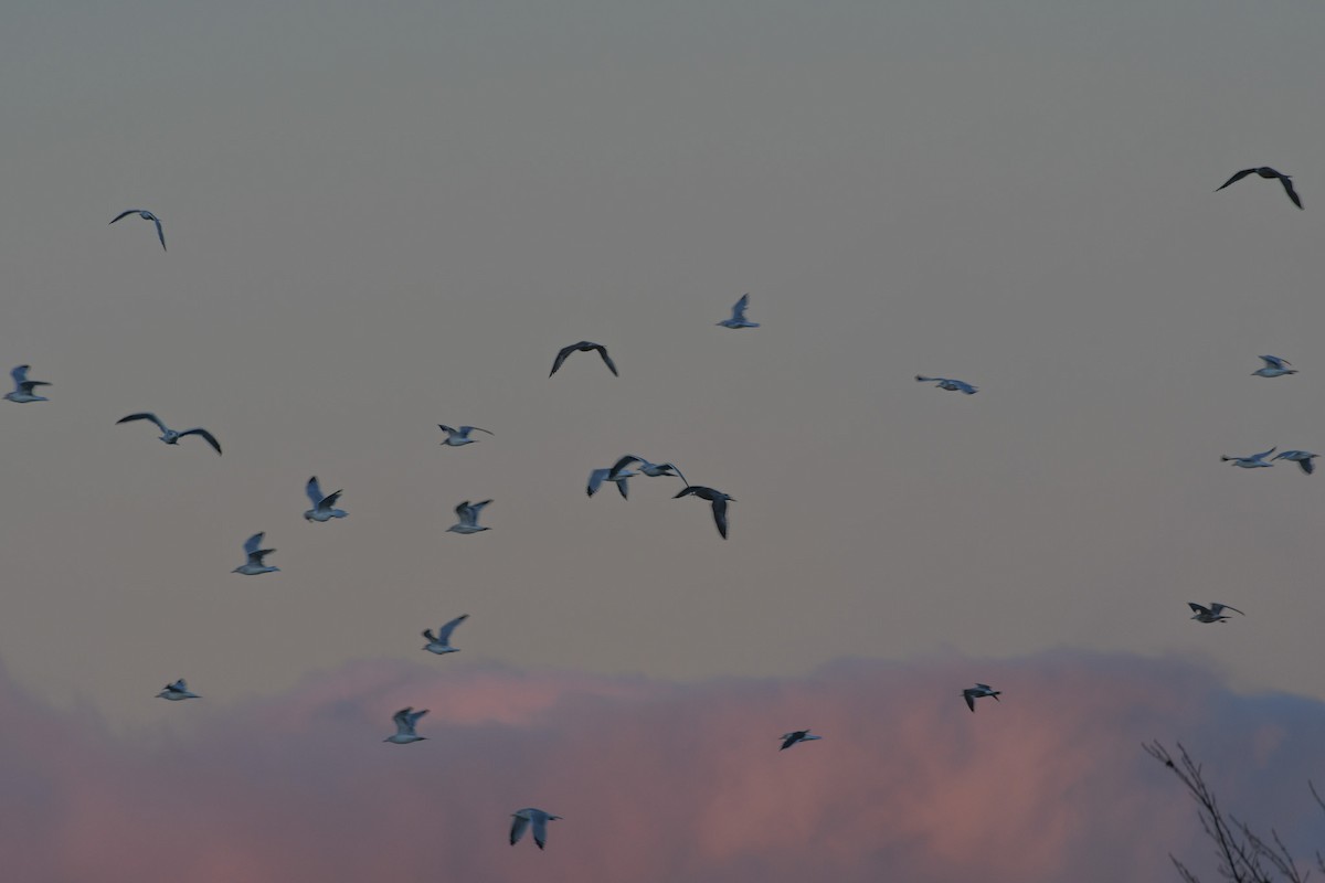 American Herring Gull - ML625375539