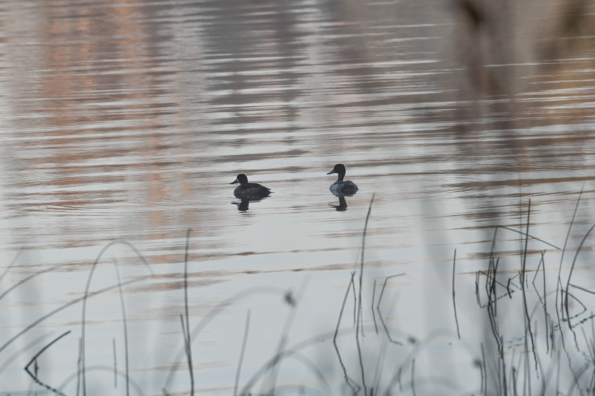 Lesser Scaup - ML625375544