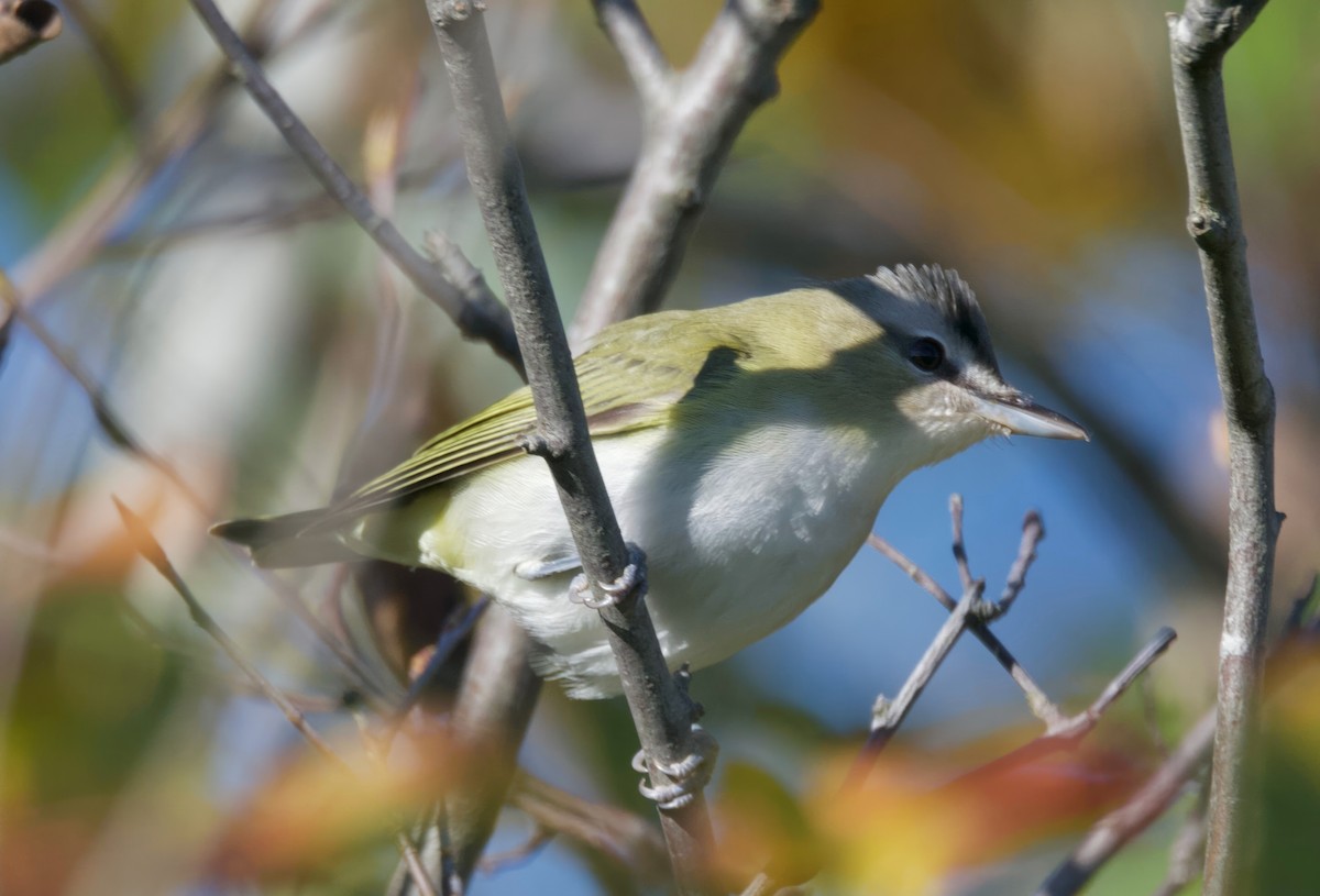 アカメモズモドキ - ML625375572