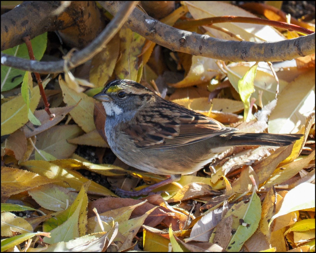 White-throated Sparrow - ML625375609
