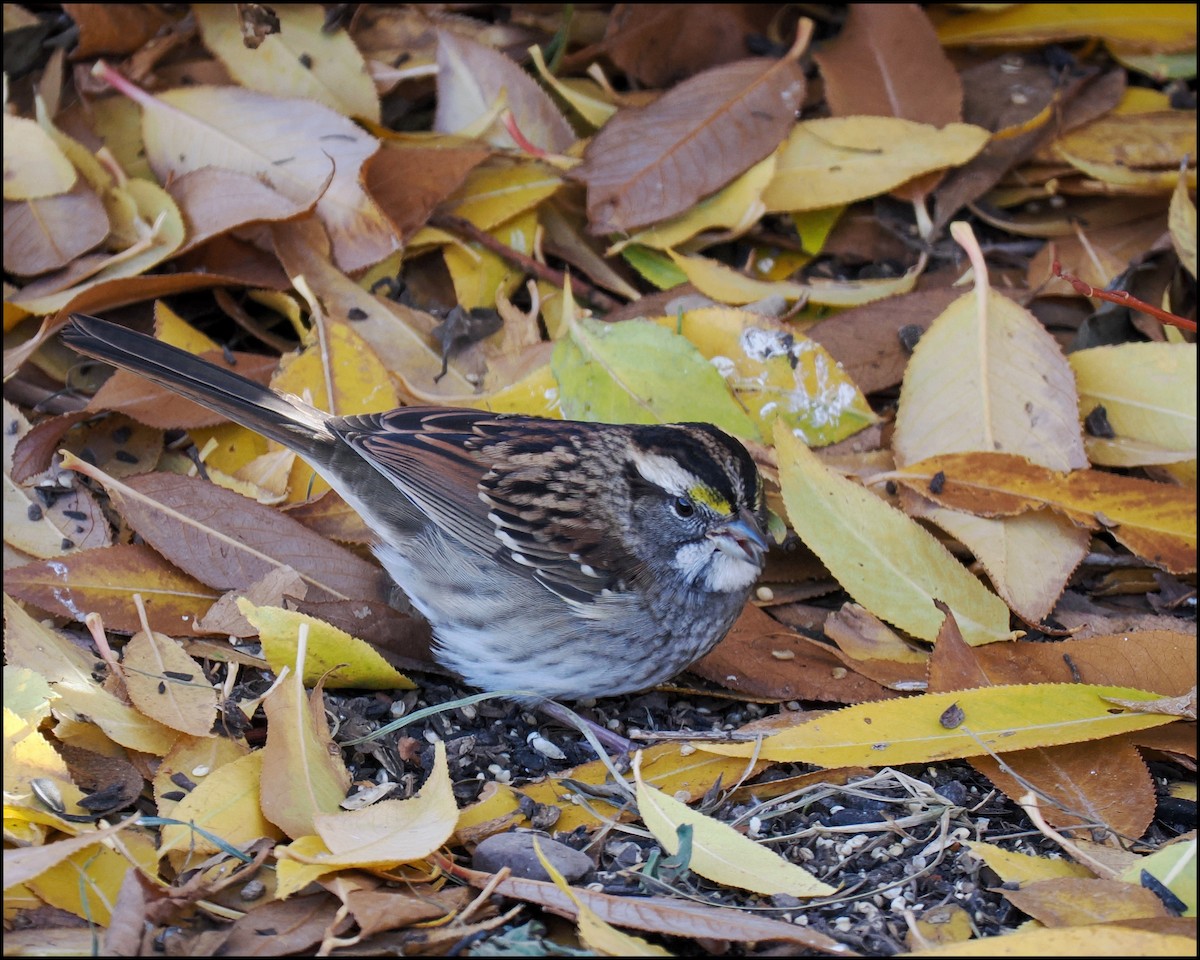 White-throated Sparrow - ML625375610