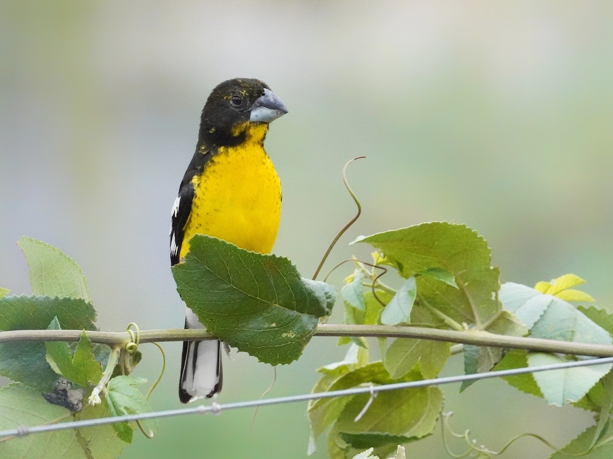 Black-backed Grosbeak - ML625375620