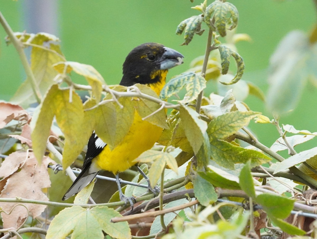 Black-backed Grosbeak - ML625375621