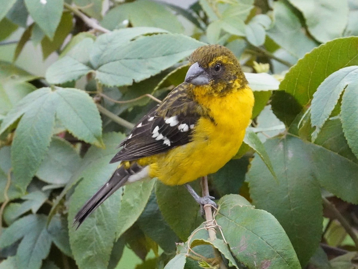 Black-backed Grosbeak - ML625375622