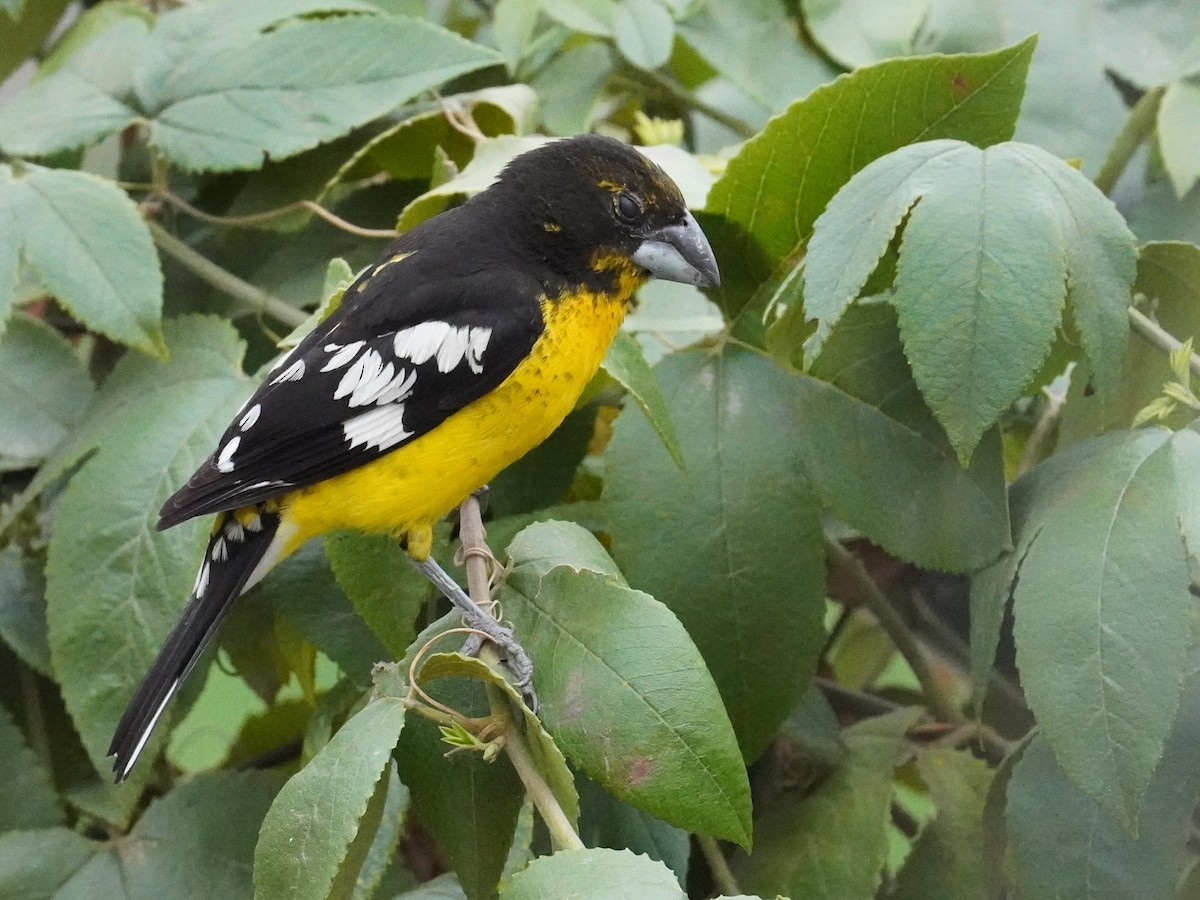 Black-backed Grosbeak - ML625375623