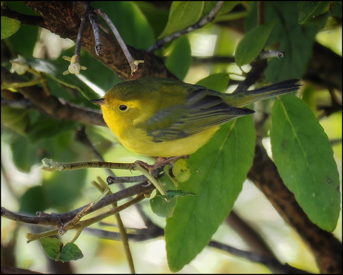 Wilson's Warbler - ML625375629