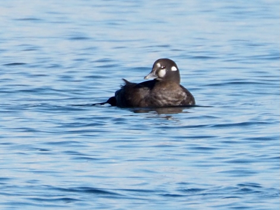 Harlequin Duck - ML625375758