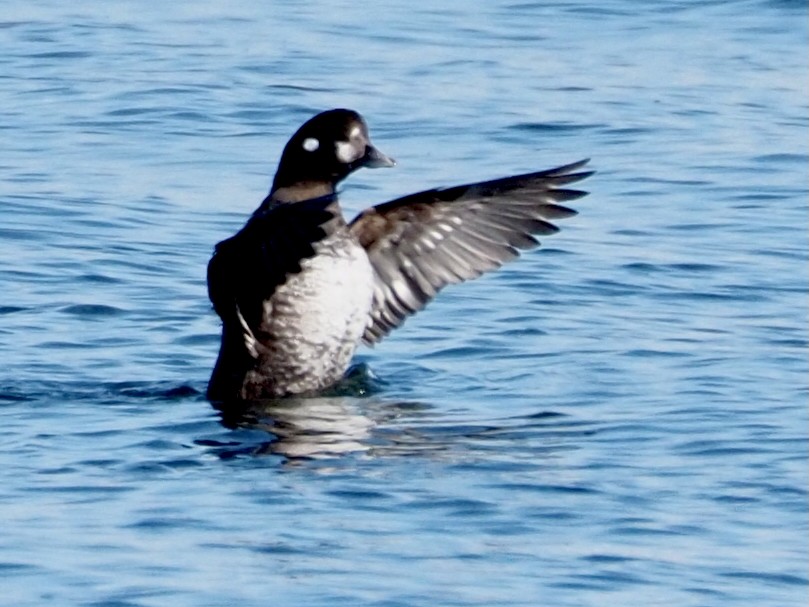 Harlequin Duck - ML625375759