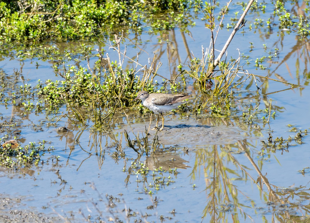 Spotted Sandpiper - ML625375821