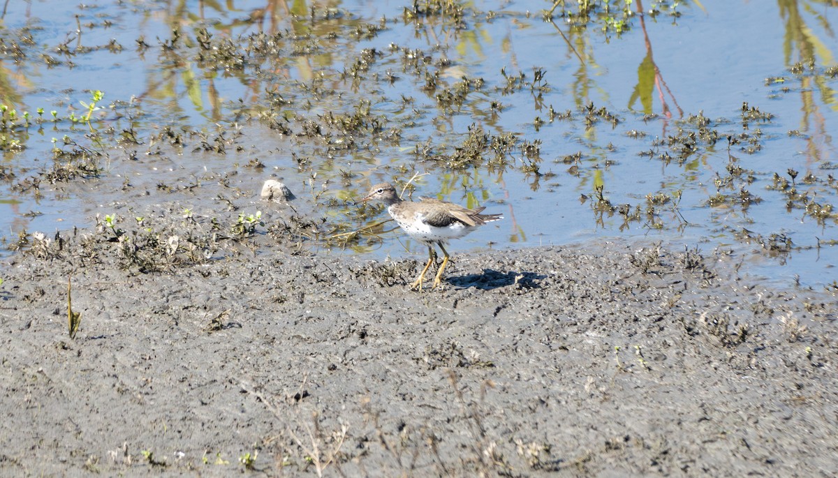 Spotted Sandpiper - ML625375822