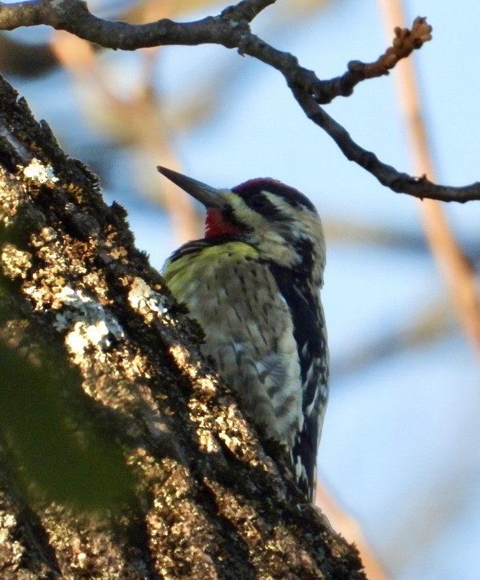 Yellow-bellied Sapsucker - ML625375825