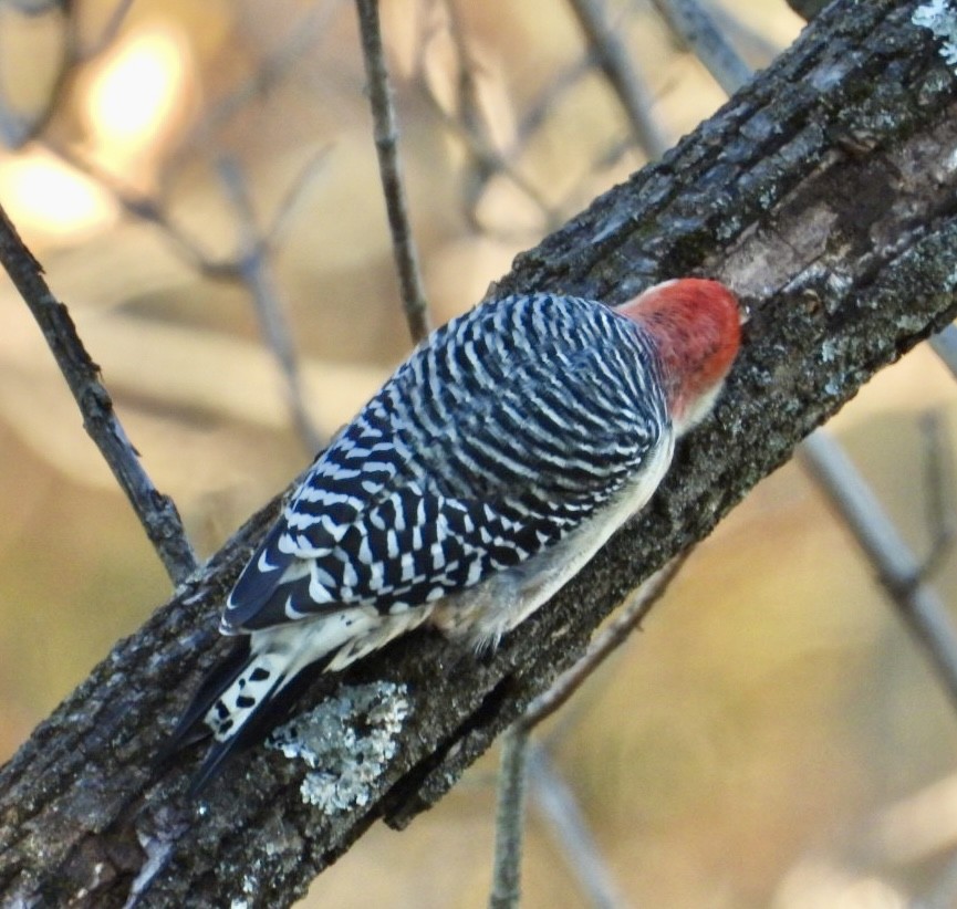 Red-bellied Woodpecker - ML625375830