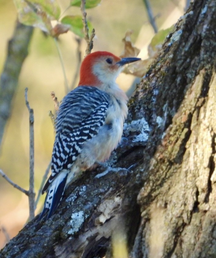 Red-bellied Woodpecker - ML625375831