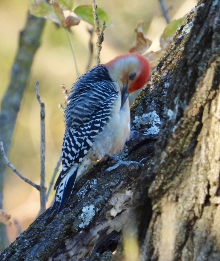 Red-bellied Woodpecker - ML625375832