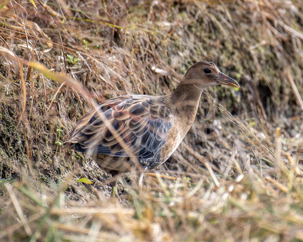 Watercock - ML625375835