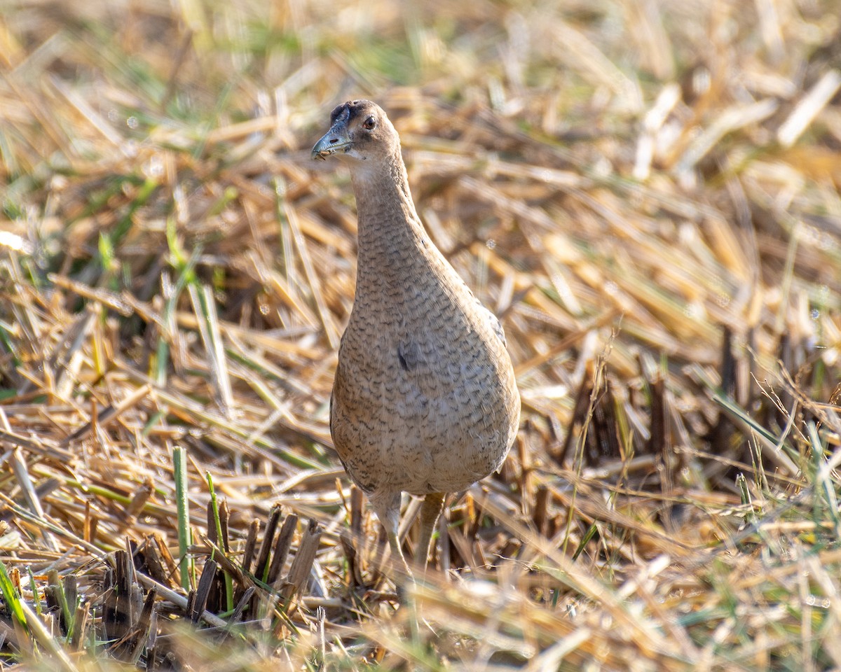 Watercock - ML625375836