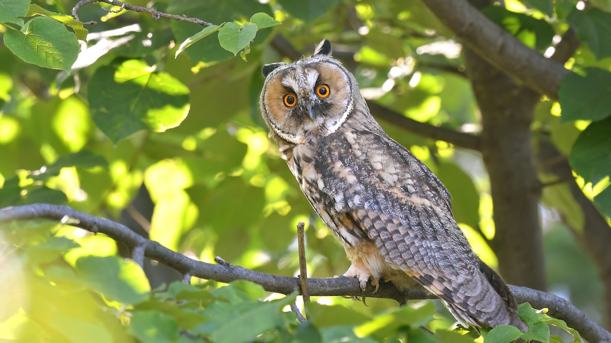 Long-eared Owl - ML625375847