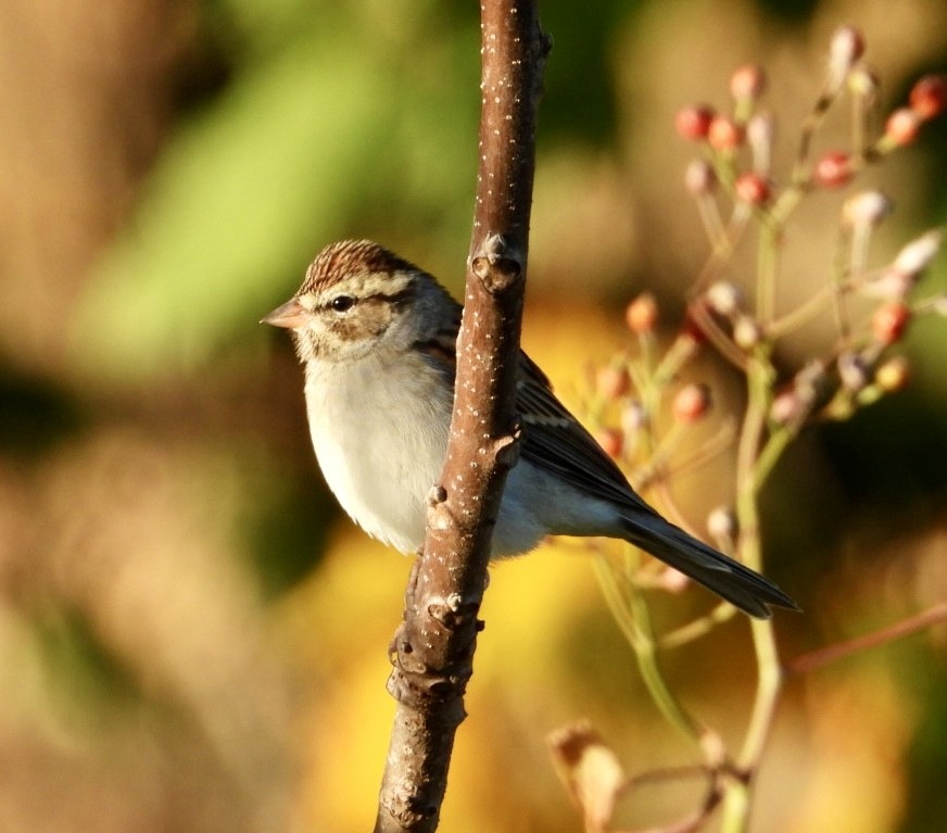 Chipping Sparrow - ML625375857