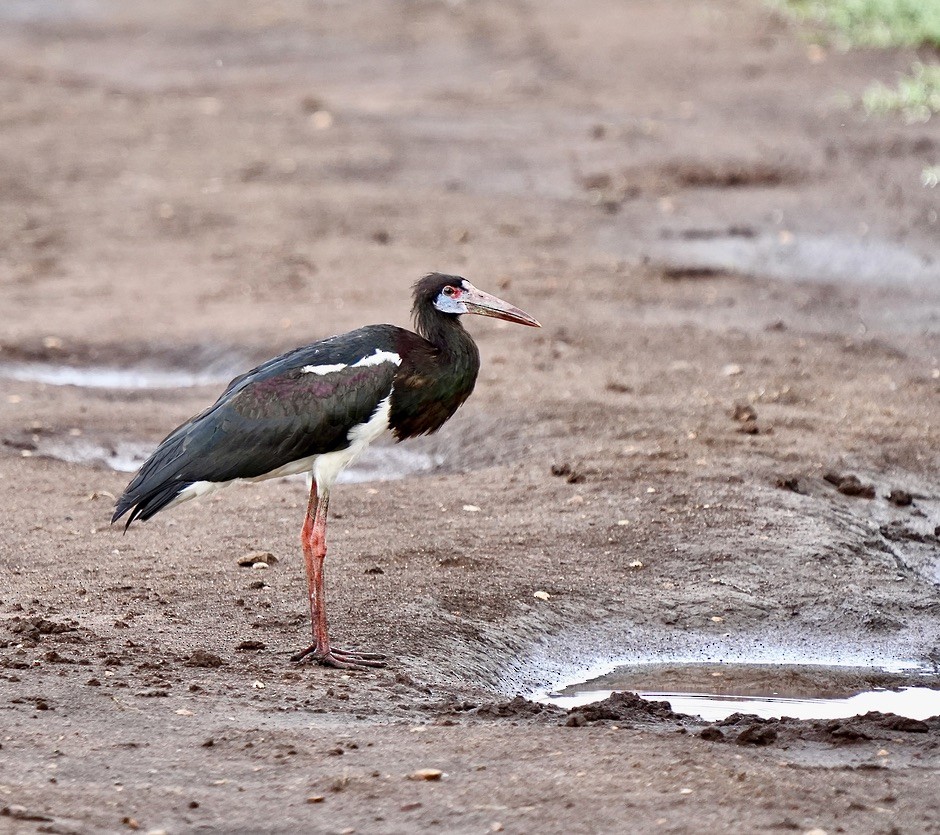 Cigogne d'Abdim - ML625375977