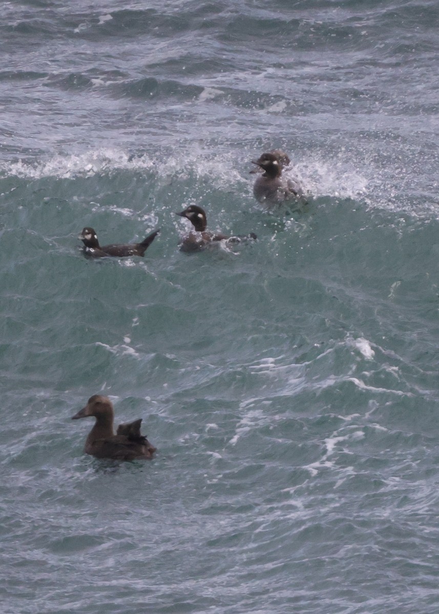 Harlequin Duck - ML625376074