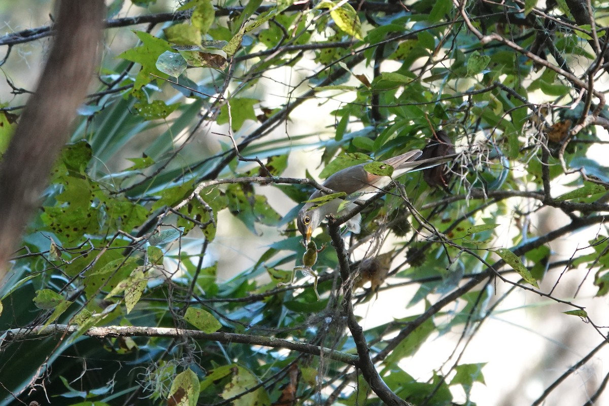 Yellow-billed Cuckoo - ML625376079