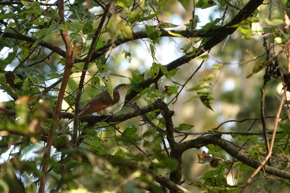 Yellow-billed Cuckoo - Marie Dugan