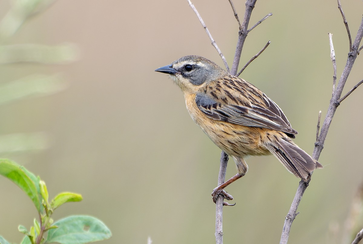 Long-tailed Reed Finch - ML625376127