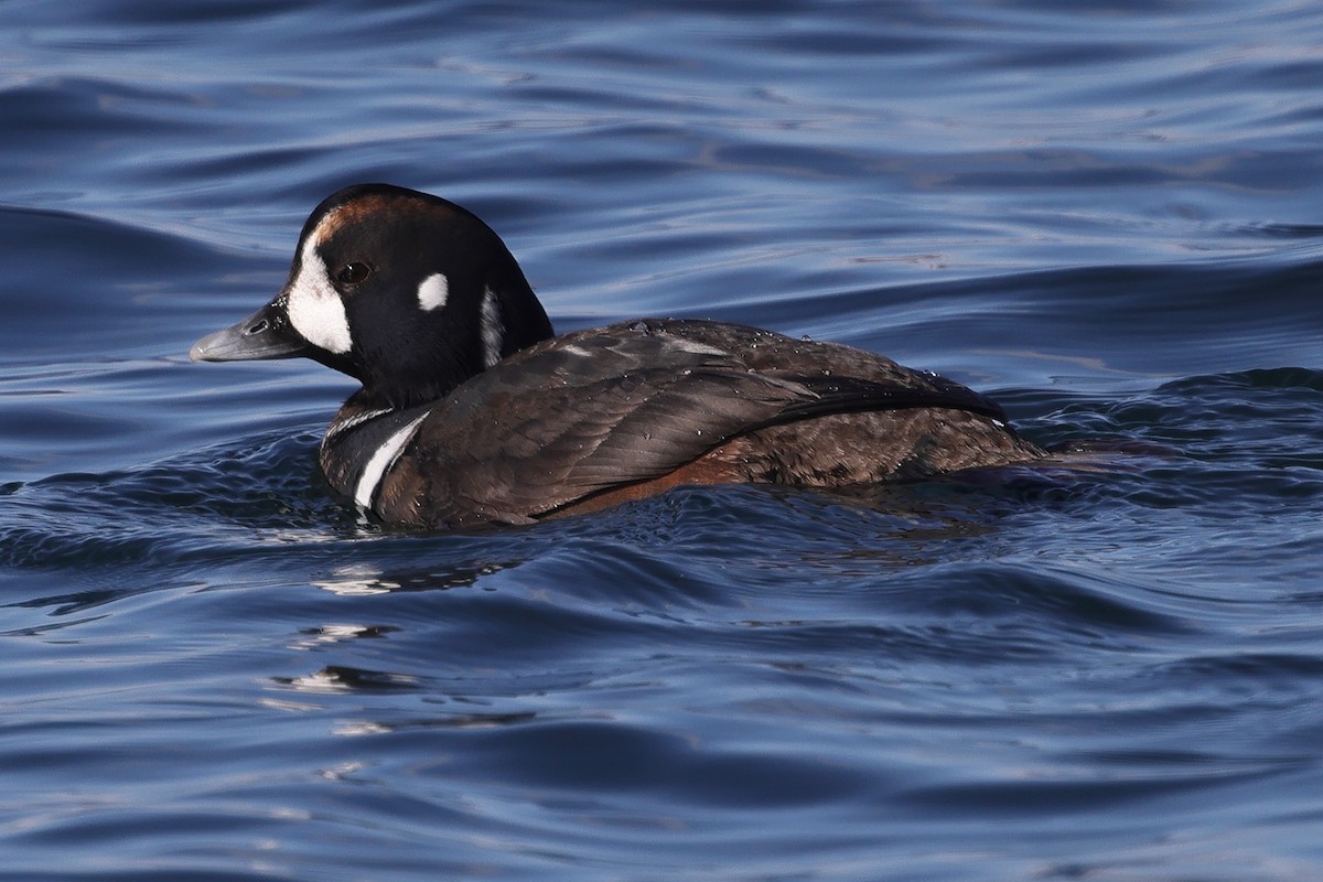 Harlequin Duck - Fabio Olmos