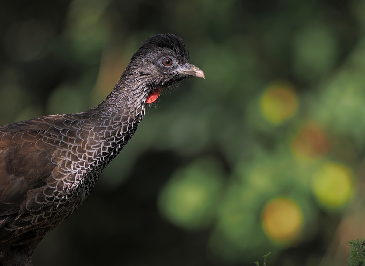 Andean Guan - ML625376234