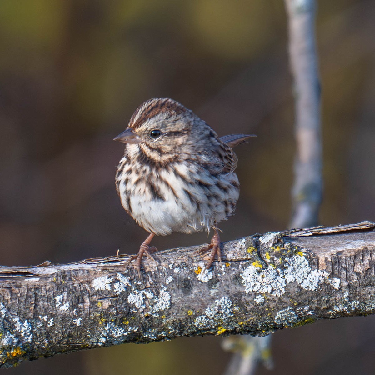 Song Sparrow - ML625376253