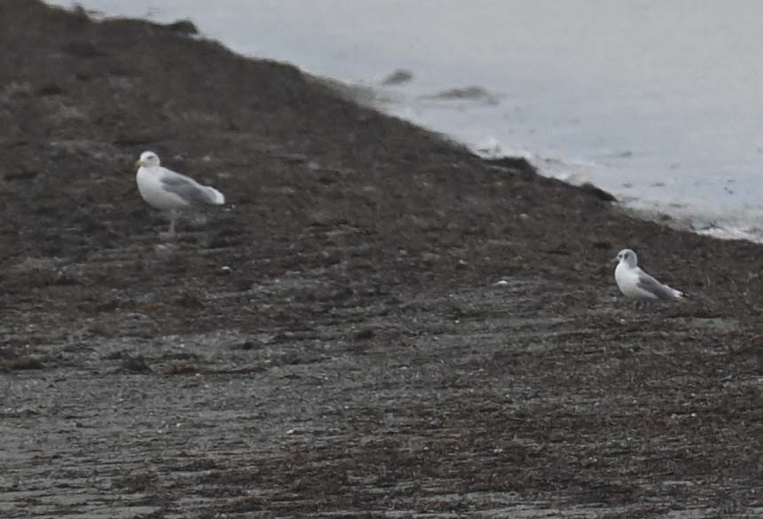 Black-legged Kittiwake - ML625376274