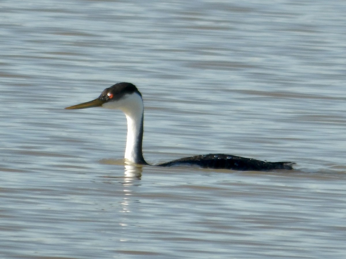 Western Grebe - ML625376409