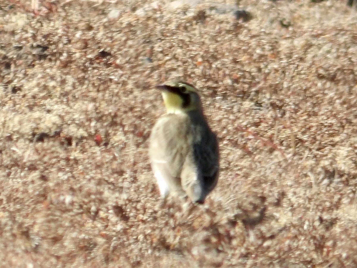 Horned Lark - ML625376420