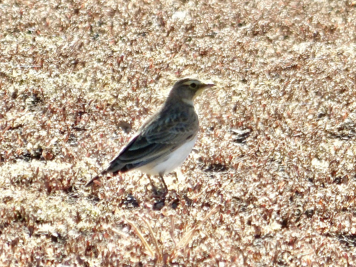 Horned Lark - ML625376421