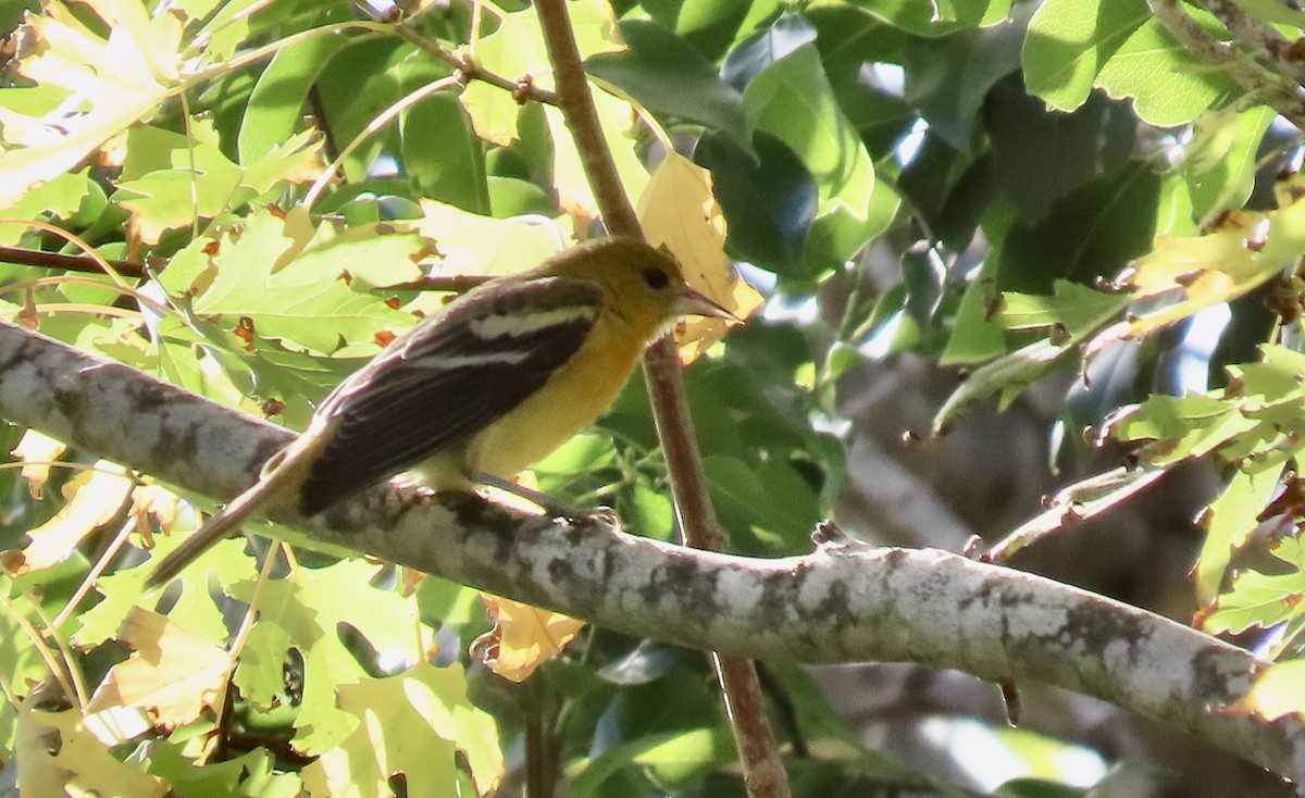 Baltimore Oriole - ML625376482