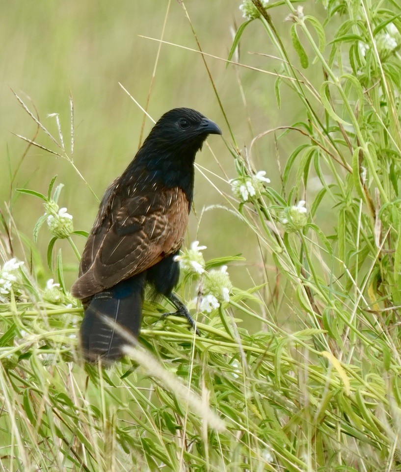 Black Coucal - ML625376538