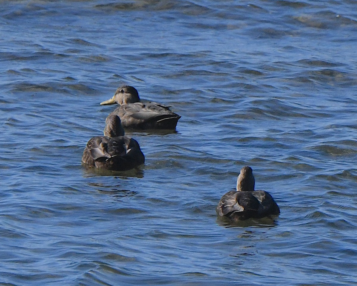 American Black Duck - ML625376546