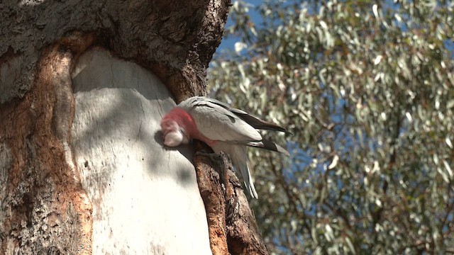 Cacatoès rosalbin - ML625376549